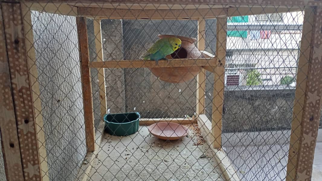 Australian parrots 3 pairs , 4 chicks 4