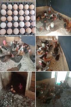 golden misre chickens available 100 percent vaccine Lage houe he