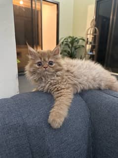 persian cat