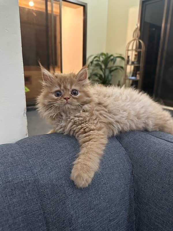 persian cat 0