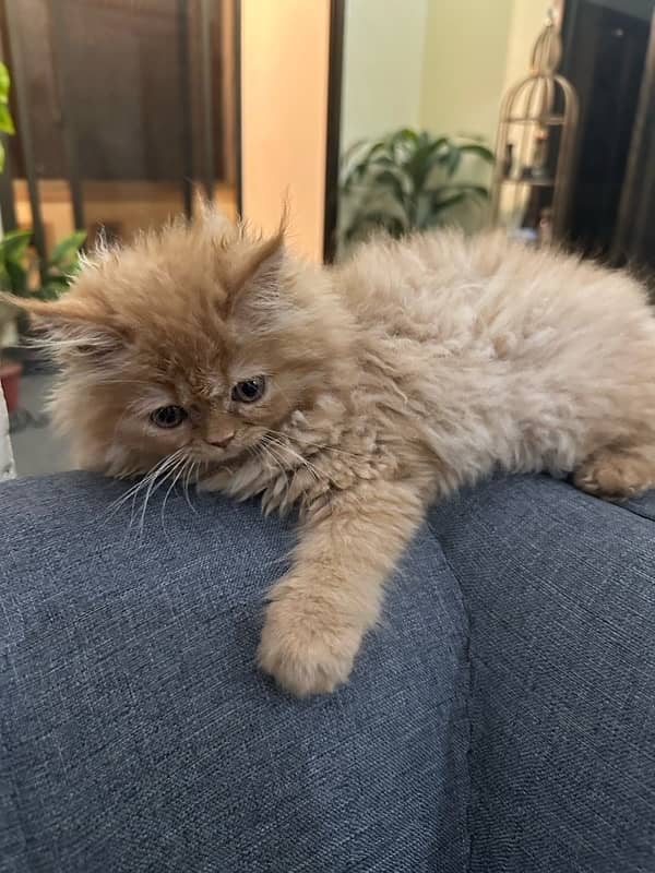 persian cat 1