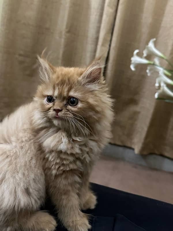 persian cat 4