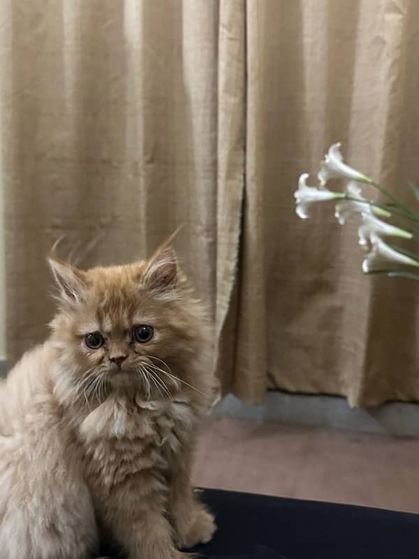 persian cat 5