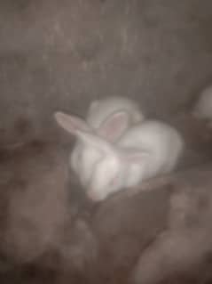 rabbit for sale