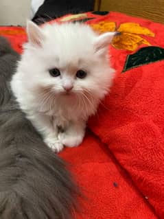 WHITE PERSIAN CAT BABY HIGH QUALITY