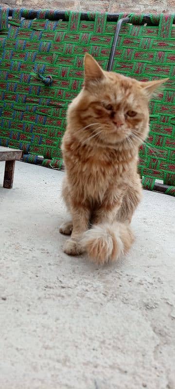 Persian cat male 1