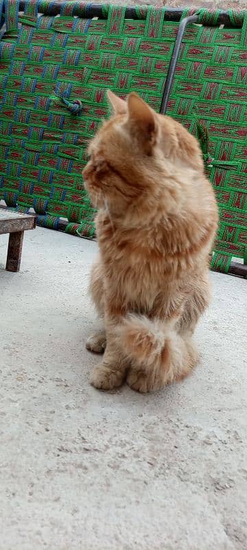 Persian cat male 3