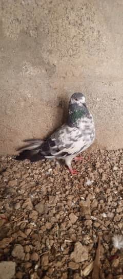 Female pigeon (chitra nasal)for Sale 1400