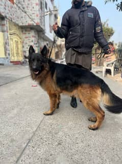 GERMAN SHEPHERD MALE FOR STUD