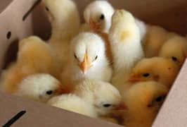 baby chicks golden misri