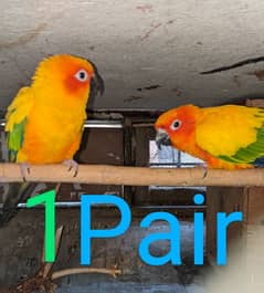 Sun conure breeder pair with DNA Red factor fully size