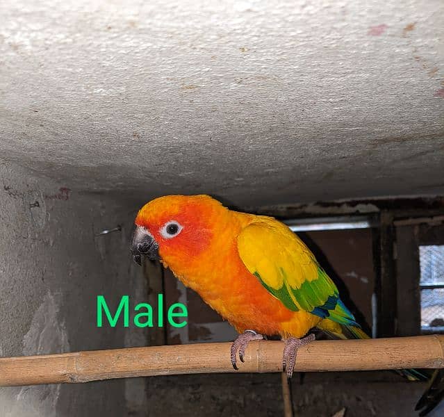 Sun conure breeder pair with DNA Red factor fully size 1