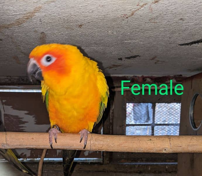 Sun conure breeder pair with DNA Red factor fully size 2