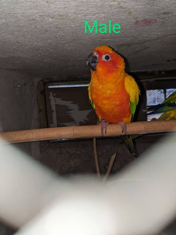 Sun conure breeder pair with DNA Red factor fully size 3