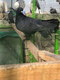 luka pigeon for sale home bred