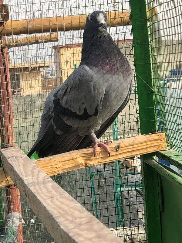 luka pigeon for sale home bred 1