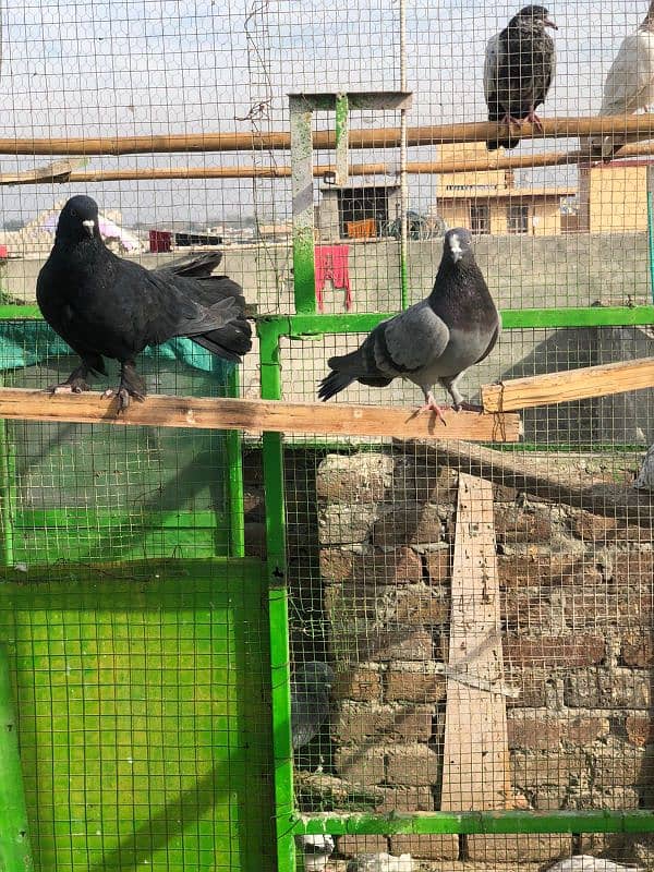 luka pigeon for sale home bred 2