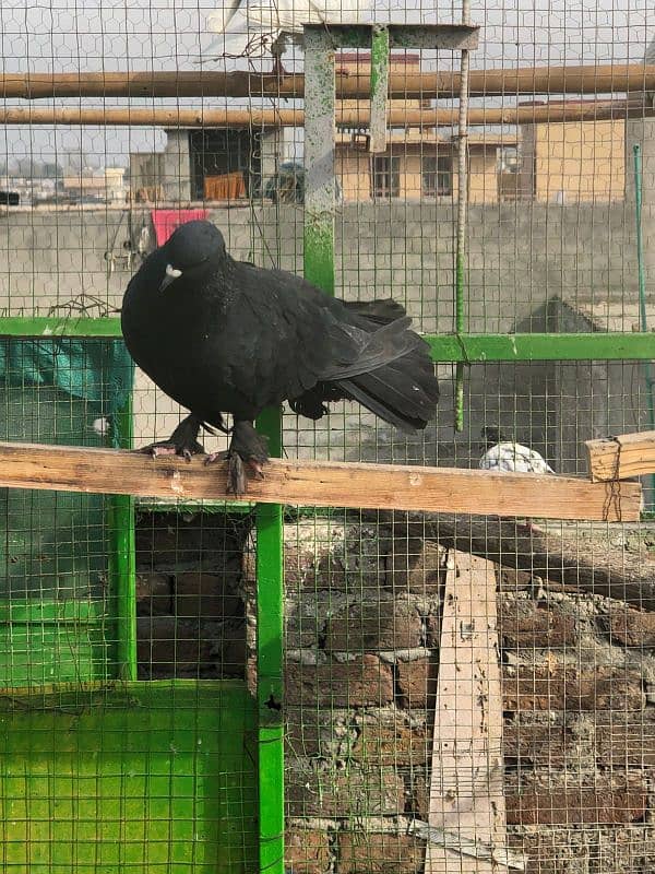 luka pigeon for sale home bred 3