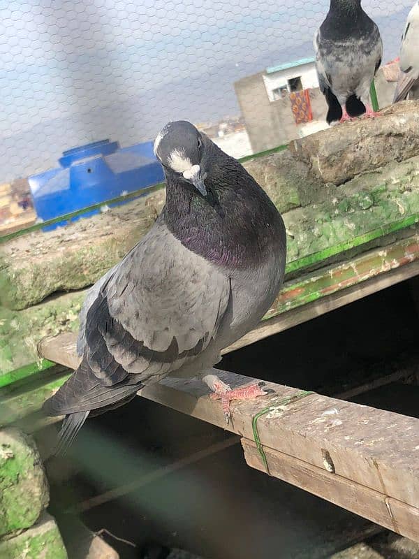 luka pigeon for sale home bred 4