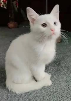 Persian Cat male kitten white 3 month Old