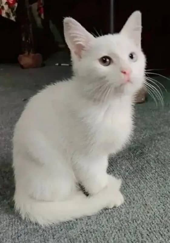 Persian Cat male kitten white 3 month Old 0