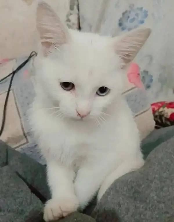 Persian Cat male kitten white 3 month Old 2