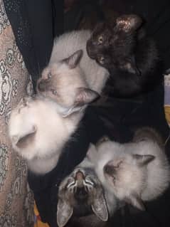 kittens