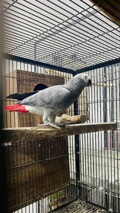 Gray parrot breeder male