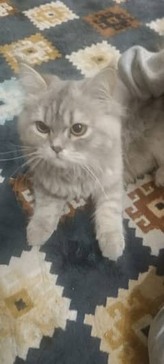 male Persian cat