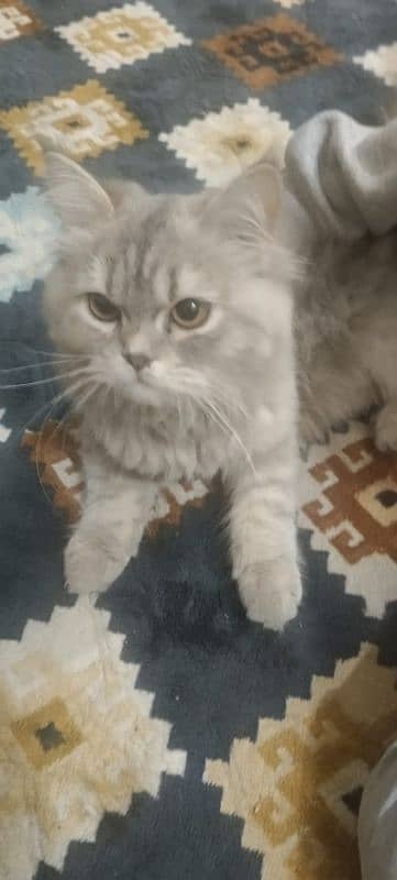 male Persian cat 0