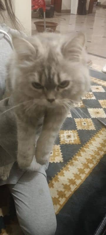 male Persian cat 1