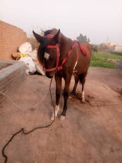 وچھیرا / desi horse / desi ghora / horse for sale