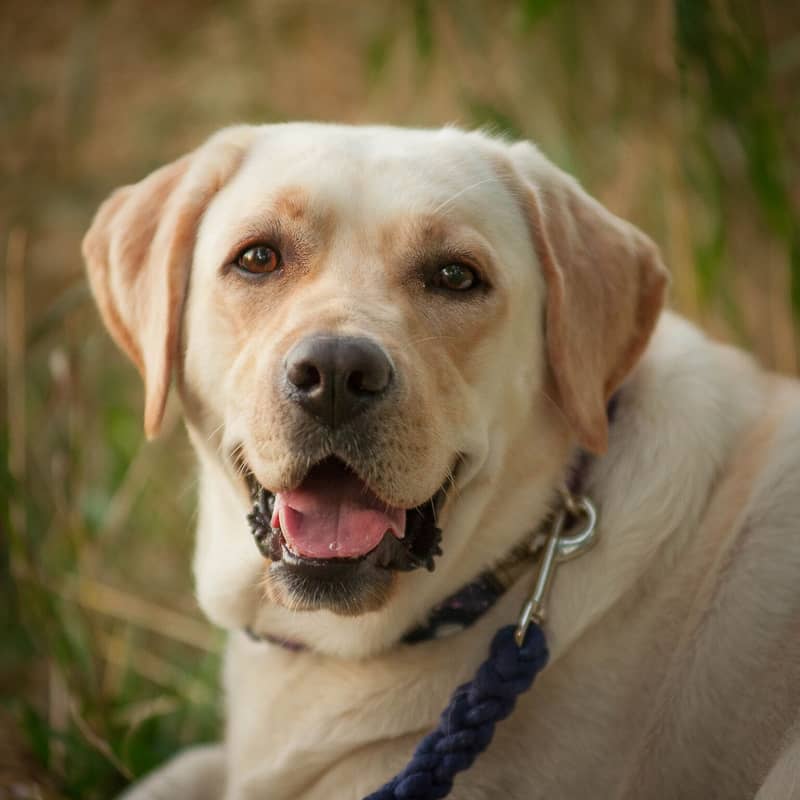 Labrador female 0