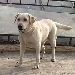 Labrador female 1