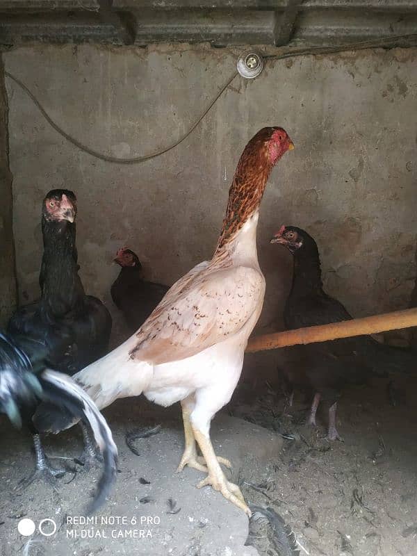 Pure O Shamo Female for Sale 2