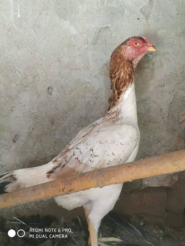 Pure O Shamo Female for Sale 0