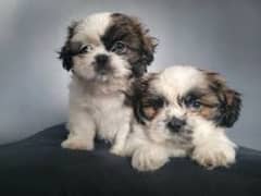 Shihtzu