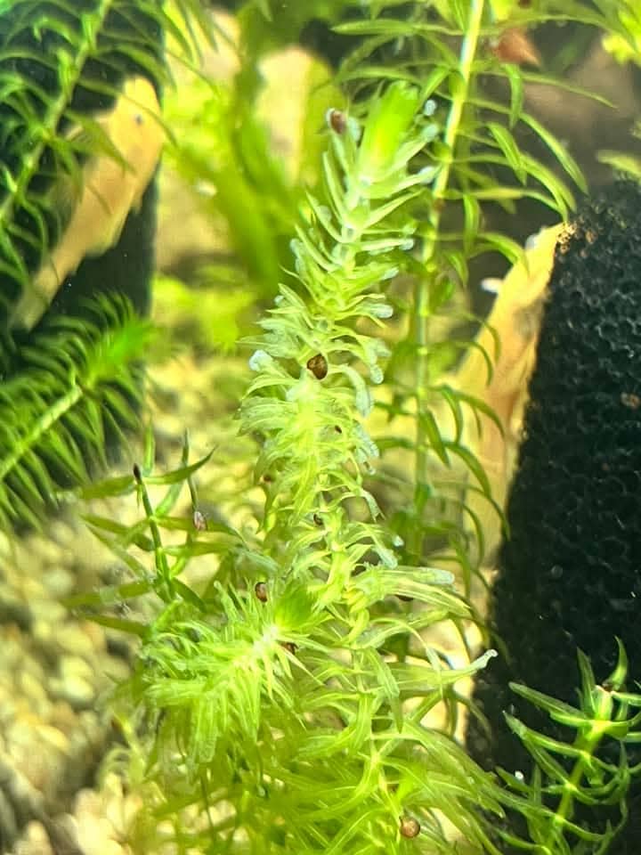 Hydrilla live aquatic plants 1