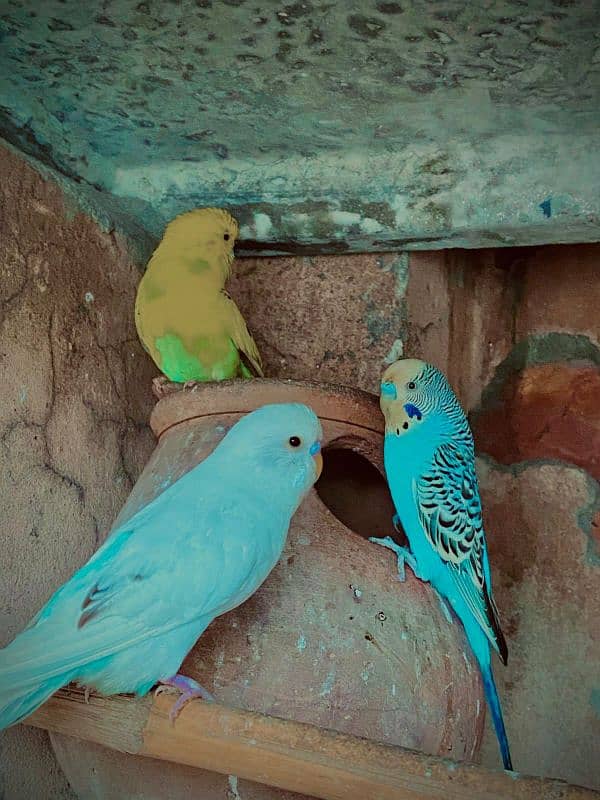 Australian Parrots 3