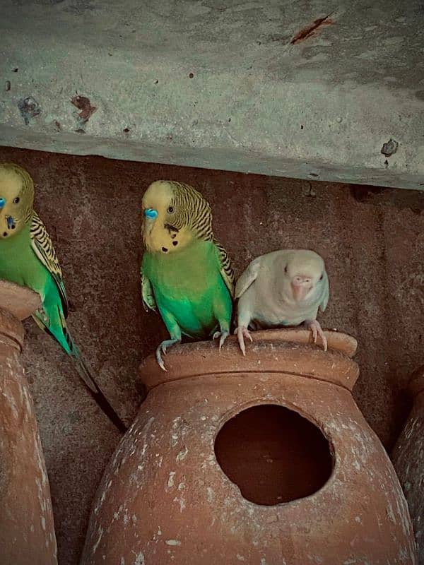 Australian Parrots 7