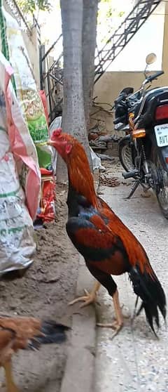 Pure Aseel  Mianwali Rooster