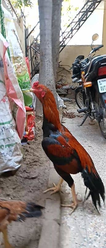 Pure Aseel  Mianwali Rooster 0