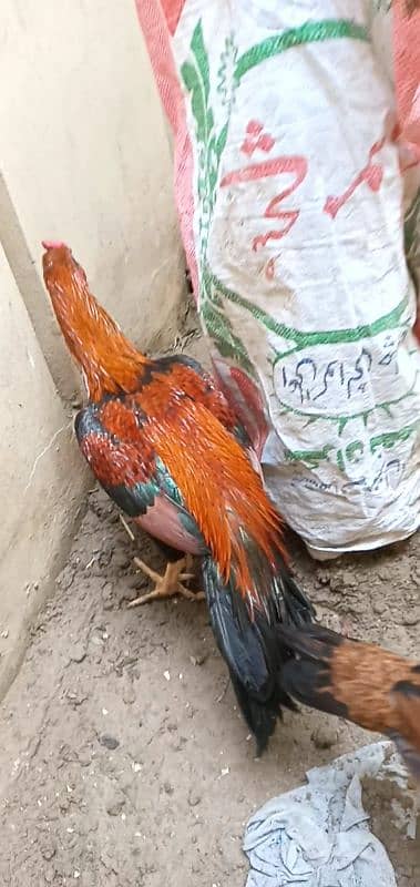 Pure Aseel  Mianwali Rooster 1