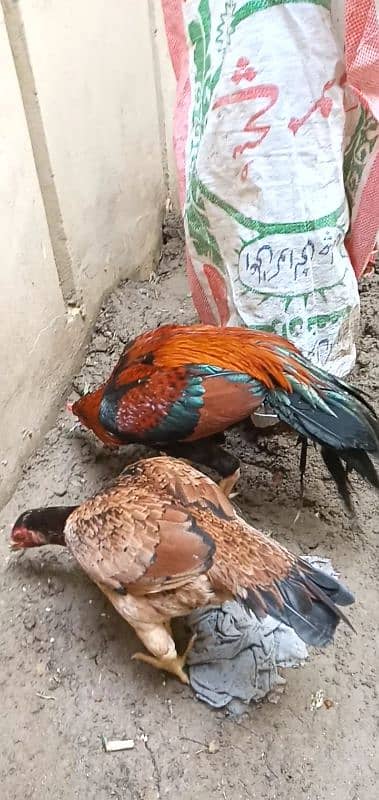 Pure Aseel  Mianwali Rooster 2