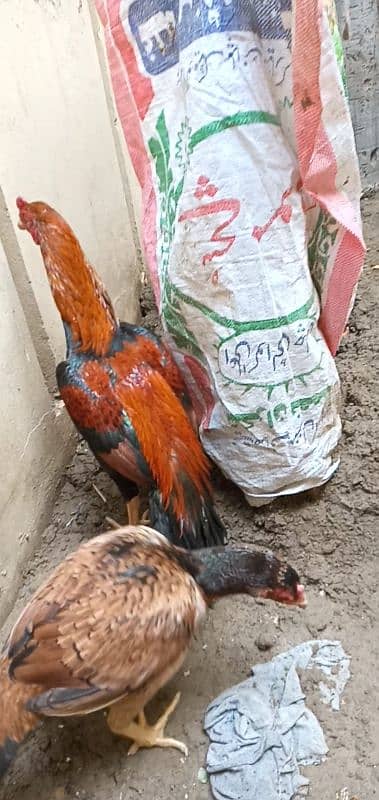 Pure Aseel  Mianwali Rooster 3