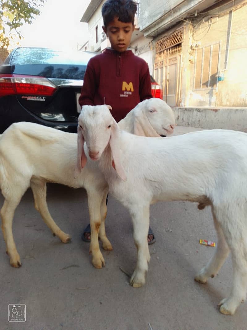 Goat | Gulabi Goat | pure Gulabi Goat | Goat For Sale 0