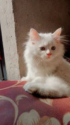 Persian cat for sale female hai 8 month ki