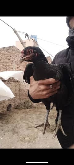 Pure Aseel hen (female) TOP QUALITY