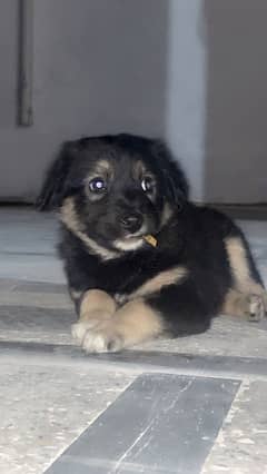 German Alsatian Female Double Coat