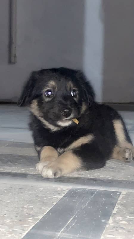 German Alsatian Female Double Coat 0